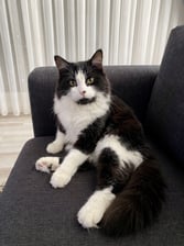 AI-generated animal example for Part 2