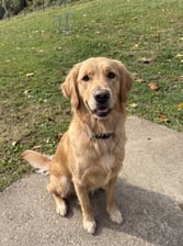 AI-generated animal example for Part 2