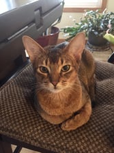 AI-generated animal example for Part 2