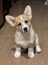 AI-generated animal example for Part 2